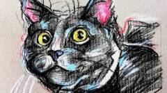 23. Miljana Dimitrijević _ Mačka, suvi pastel, 25x17,5cm _ I godina OAS